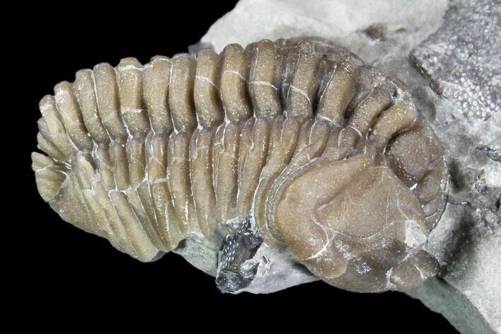 Flexicalymene senaria Trilobite - Ontario #107506